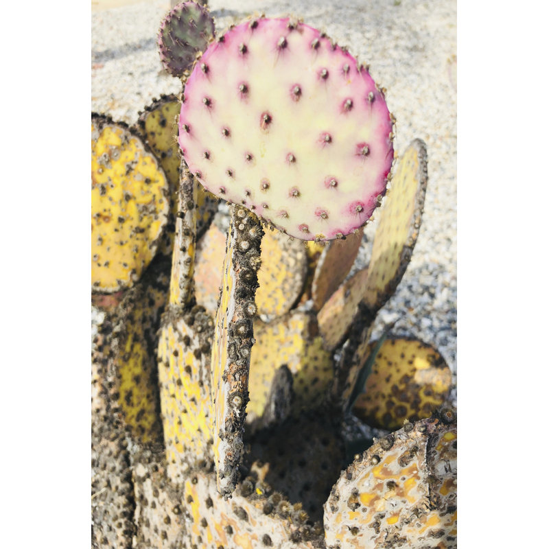 Pink Yellow Cactus II by Irena Orlov - Wrapped Canvas Print, 122cm H x 81cm W