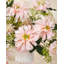 Ensemble de dahlia 17 po-86903293