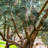1 gal. Olive Tree
