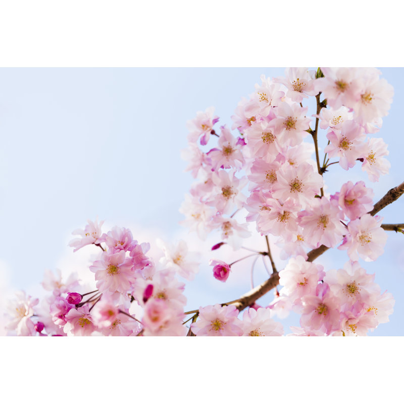 Pink cherry blossoms, 61cm H x 91cm W