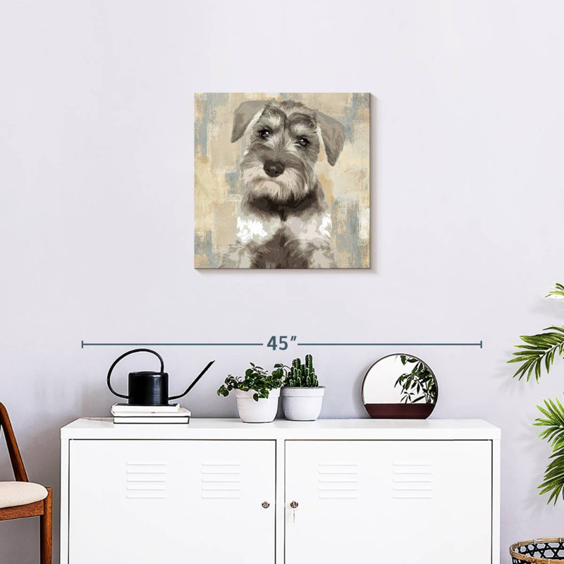 Schnauzer miniature Crowle, H 20 po x l 20 po