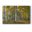 Aspen Grove II - impression sur toile tendue-938492170