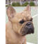 Statue de bouledogue français accroupi