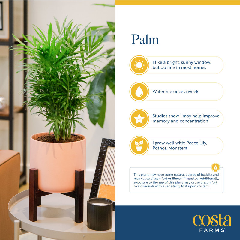Neanthebella Parlor Palm Live House Plant - Thumbnail 4