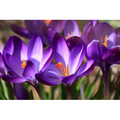 " Purple- Blue Crocuses "