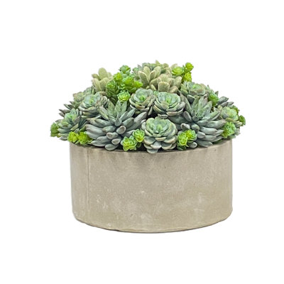 Plantes grasses en plateau rond