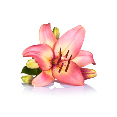 Smithboro Lily Flower - Wrapped Canvas Print