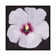 Hibiscus Portrait II by Tim OToole - Gallery-Wrapped Canvas Giclée on Canvas