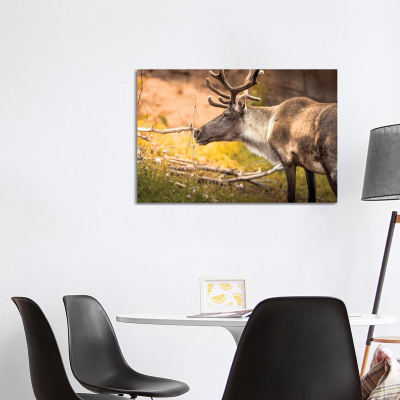 Woodland Caribou on Sunny Evening 1 Piece Wrapped Canvas Wall Art, 101.6 cm H x 66.04 cm W x 1.91 cm D