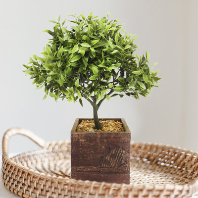 Feuille de bonsaï en pot