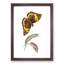 Caterpillar & Cassia Butterfly by George Shaw - Picture Frame Graphic Art Print-55513551-55513553