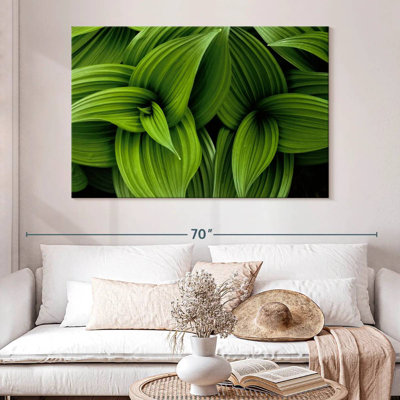 Harnek Green False Hellebore