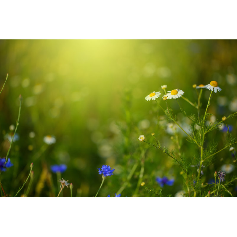 Spring Blossom by Bgfoto, 12" H x 18" W