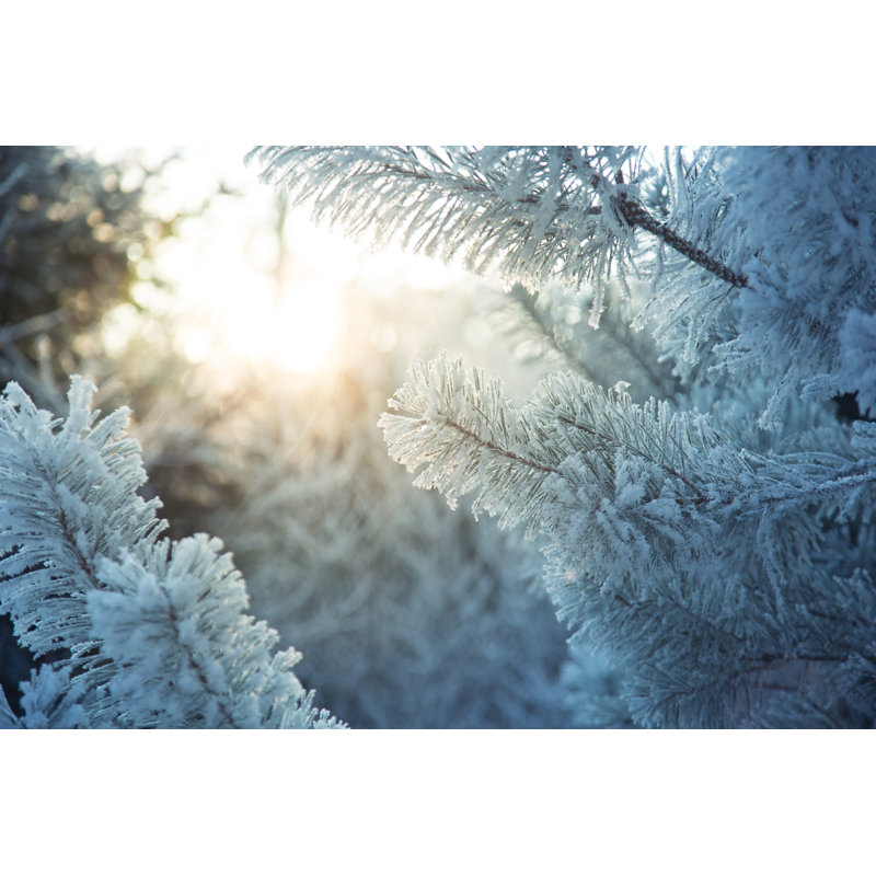 Frosted Pine Branches - Wrapped Canvas Print, 81cm H x 122cm W x 3.8cm D