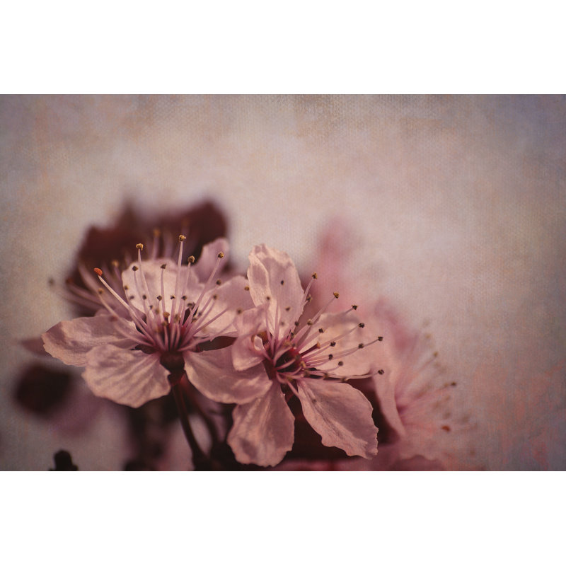 Soloway Cherry Flowers Blooming - Wrapped Canvas Print, 30cm H x 46cm W x 3.8cm D