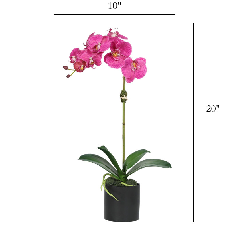 Orchid Arrangement In Pot, Pink, Black