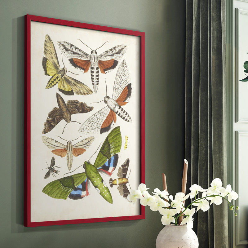 Antique Moths II, reproduction encadrée - bois massif, H 10 po x l 8 po, Rouge