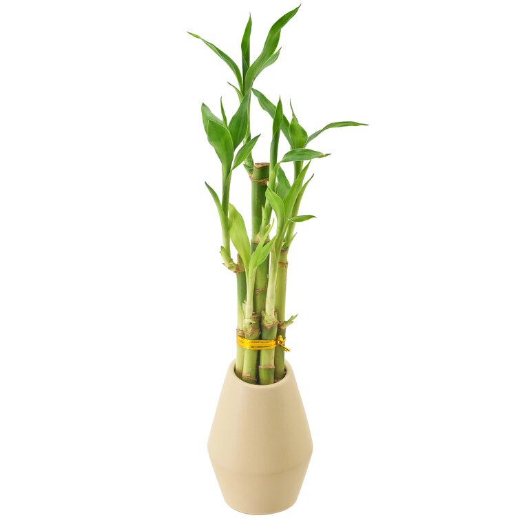 Lucky Bamboo Awesome Gift Idea for a Thoughtful Exclusive Present - YouTube