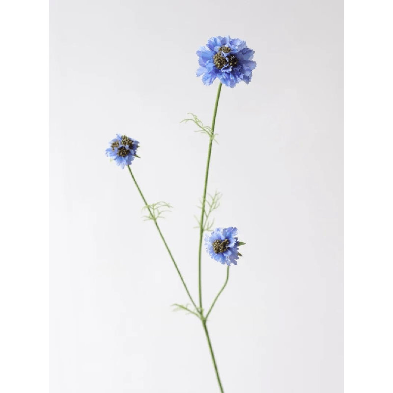 Vaporisateur Garden Scabiosa - 30 po, Blue, [A] 1 Stem