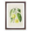 Prune Fruit Illustration - Framed Print-55616311-55616312