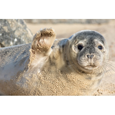 " Cute Seal " by Ian Dyball
