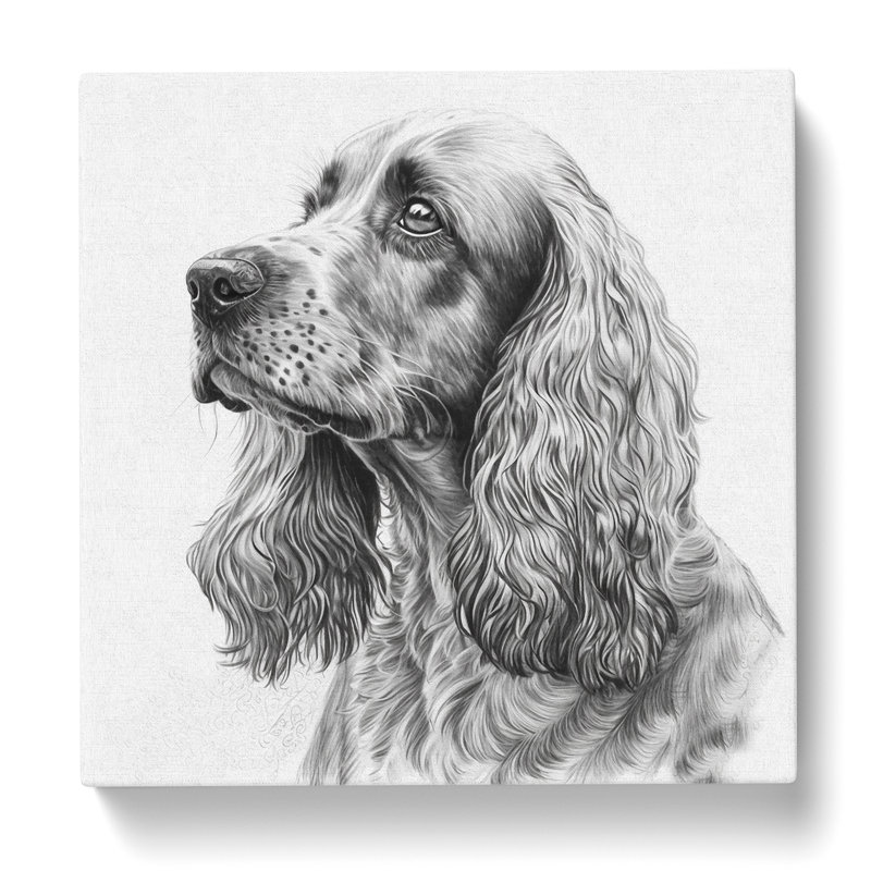 Cocker Spaniel Drawing - Wrapped Canvas