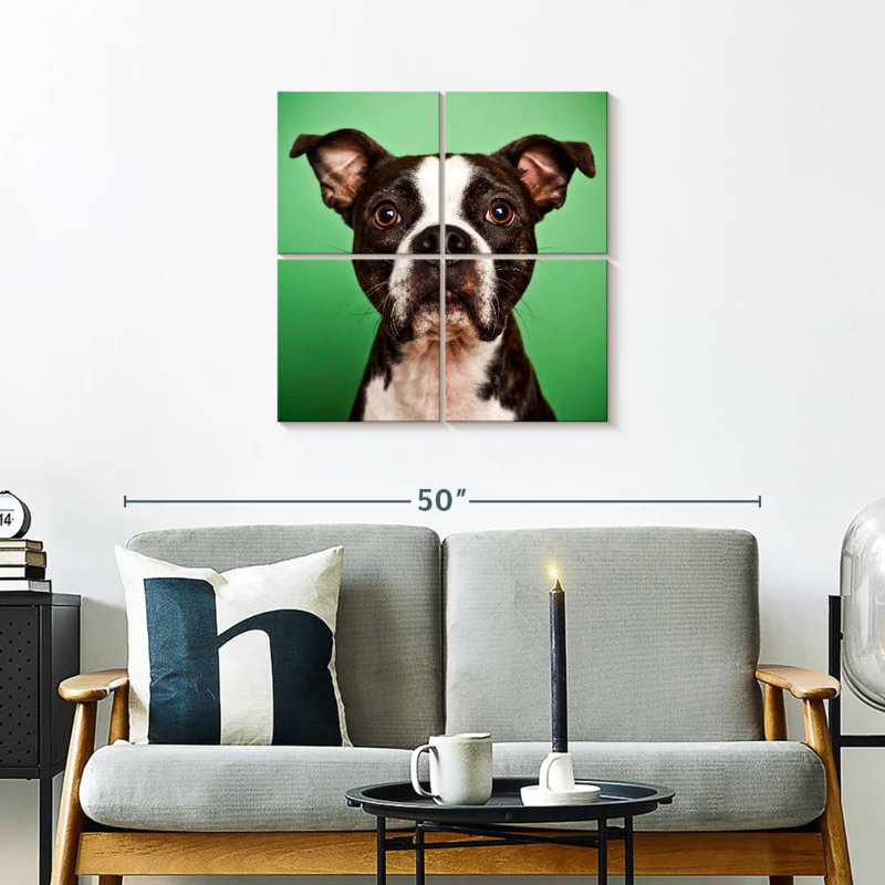 Boston Terrier Brampt Attentive, H 26 po x l 26 po