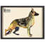 « german berger », impression
