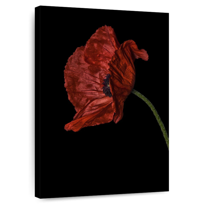 Harnek Curious Collections Poppy Red I, H 24 po x l 16 po