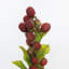 Blackberry Fruit Faux Floral-259805600