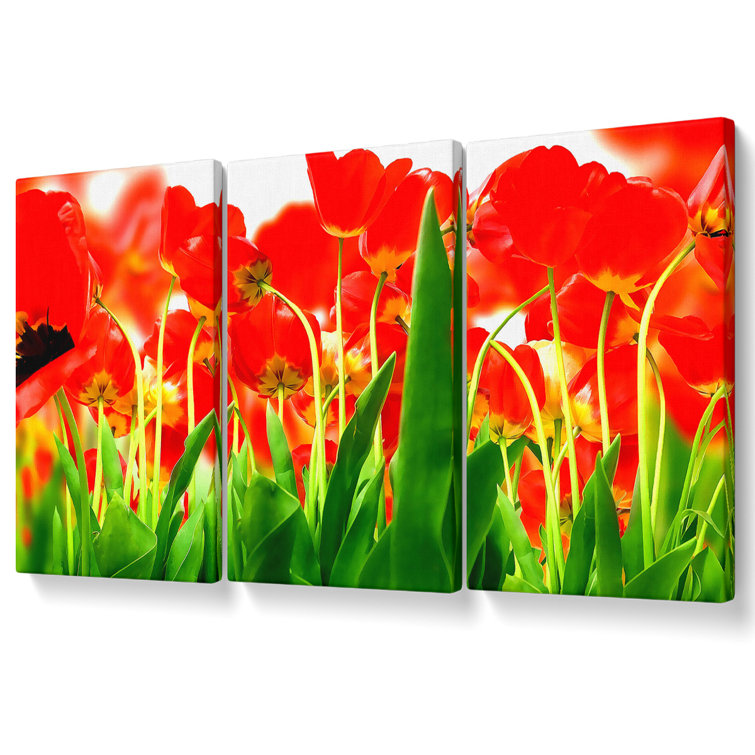Red Tulips From Under - 3 Piece Wrapped Canvas Print