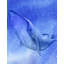 Murale baleine Guion dans l'océan-380208566