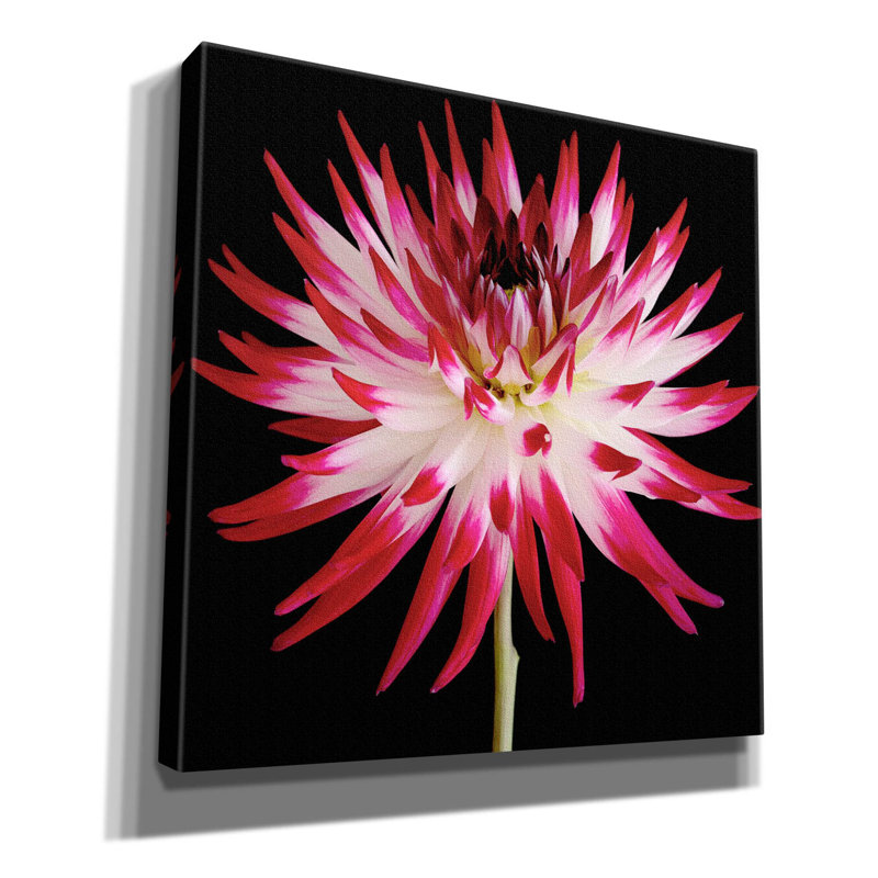Dahlia rose et blanc sur fond noir par Tom Quartermaine, H 26 po x l 26 po x P 1,5 po