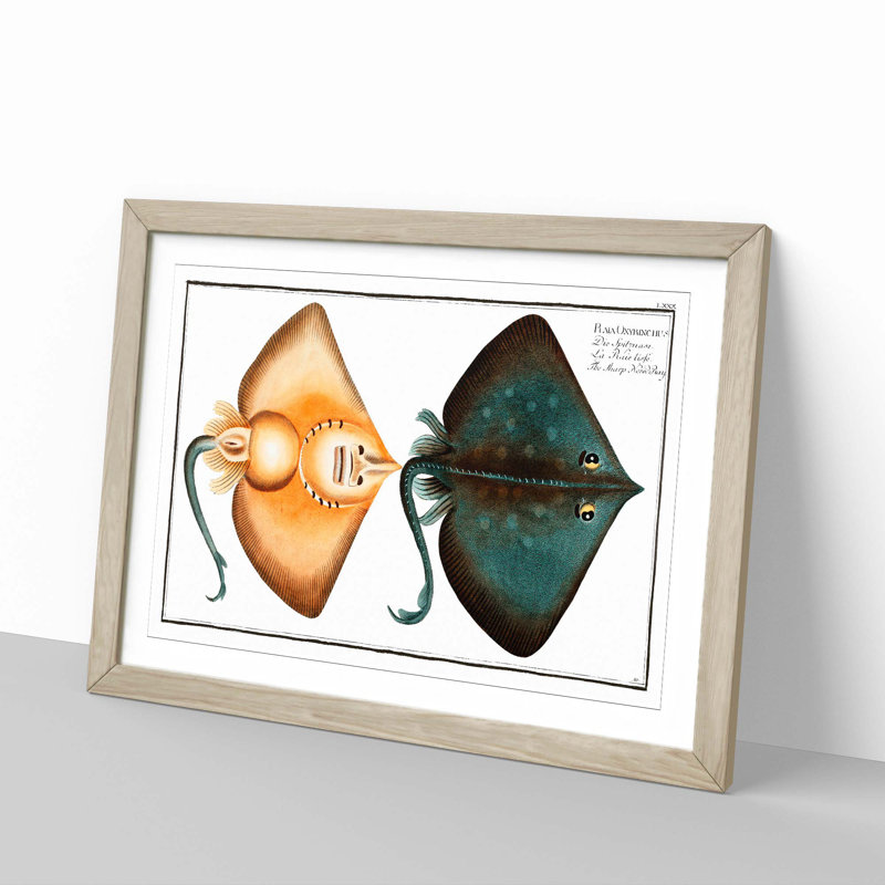 Sharp Nosed-Ray Fish by M.E. Bloch - Picture Frame Painting Print, Oak Framed, 27cm H x 36cm W x 2cm D