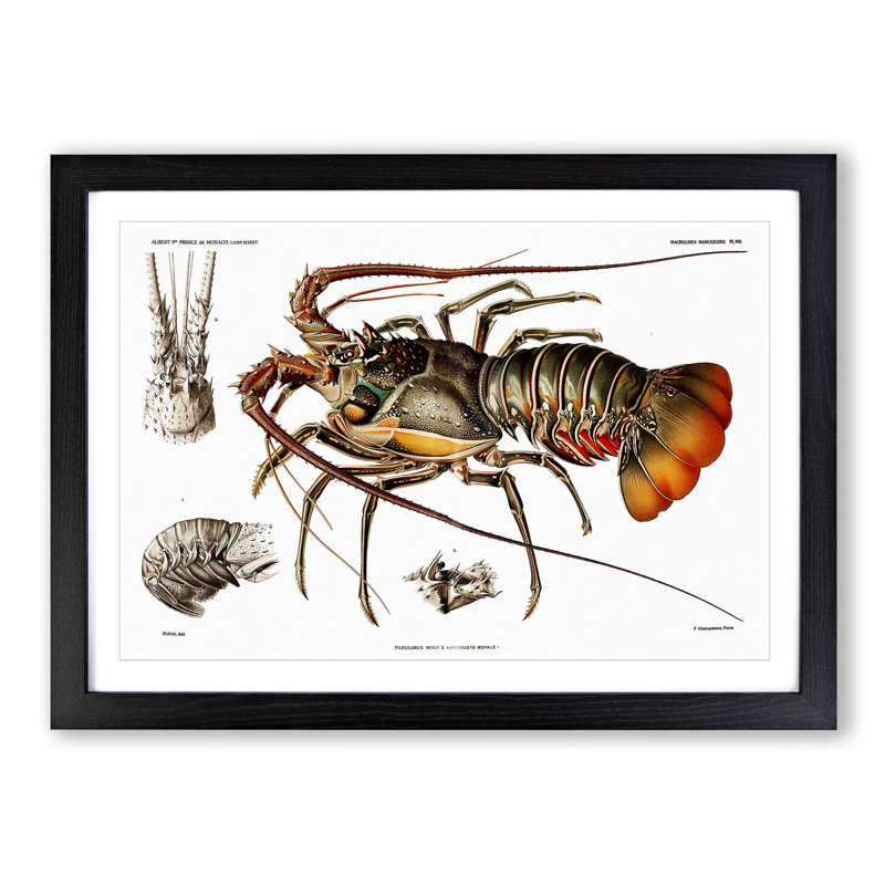 European Lobster by Albert I - Picture Frame Painting Print on MDF, 27cm H x 36cm W x 2cm D, Black Framed