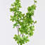 1 branche verte Audet Enkianthus Perulatus artificielle-359935824