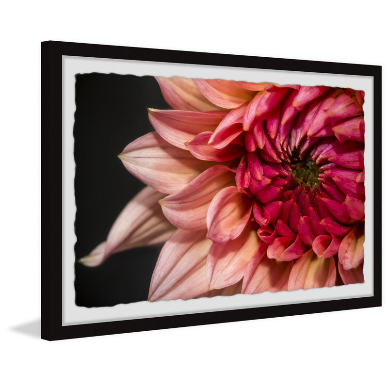 Diverse Dahlia - Single Picture Frame Painting, 41 cm H x 61 cm W