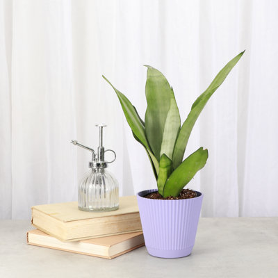 Thorsen's Greenhouse Live Moonshine Snake Plant in Ruffle Pot, 4-inch Diameter