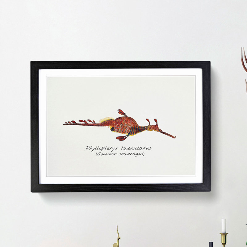 Illustration of a Common Seadragon by F.E. Clarke - Picture Frame Painting Print, Black Framed, 27cm H x 36cm W x 2cm D