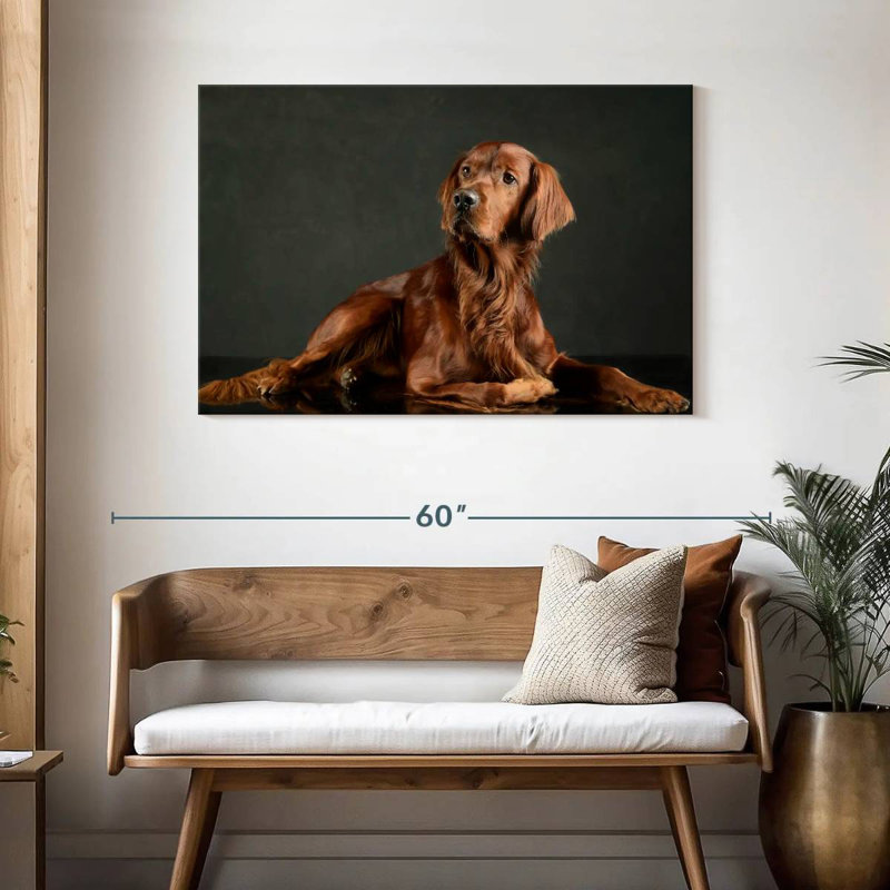 Setter irlandais fidèle
