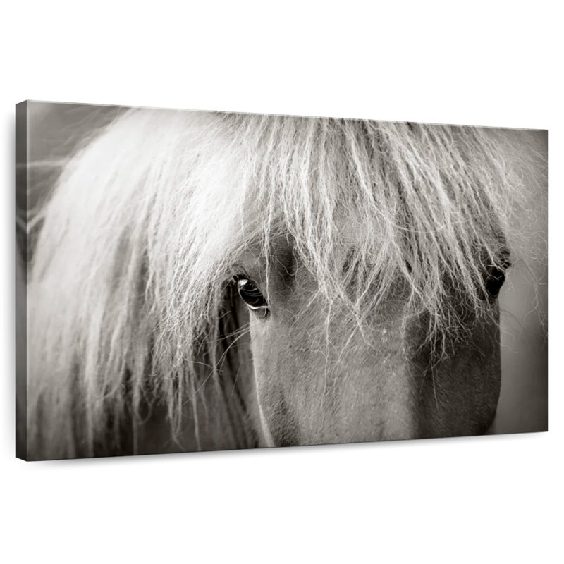 Brampt Icelandic Horse Up Close, 24" H x 36" W