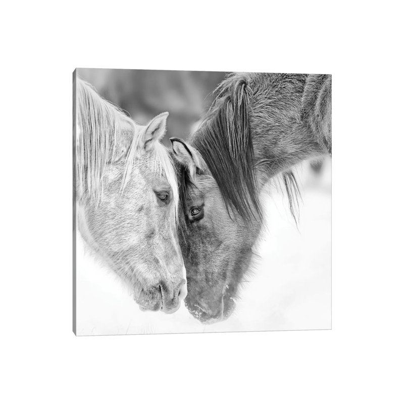 B&W Horses VII by PHBurchett - Wrapped Canvas Print, 30.48 cm H x 30.48 cm W