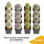 9 Live Cactus Plant in Pot Set
