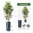 Artificial Tree in Contemporary Blue Stripe Patterned Planter Fake Bamboo Silk Tree-103685653