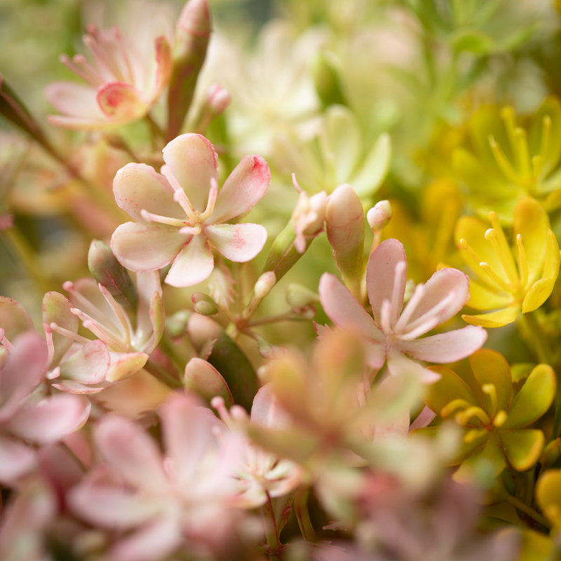 Tiges de fleurs sauvages Darwen