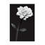 Anders Kustas  White Flower Canvas Art-1657369442