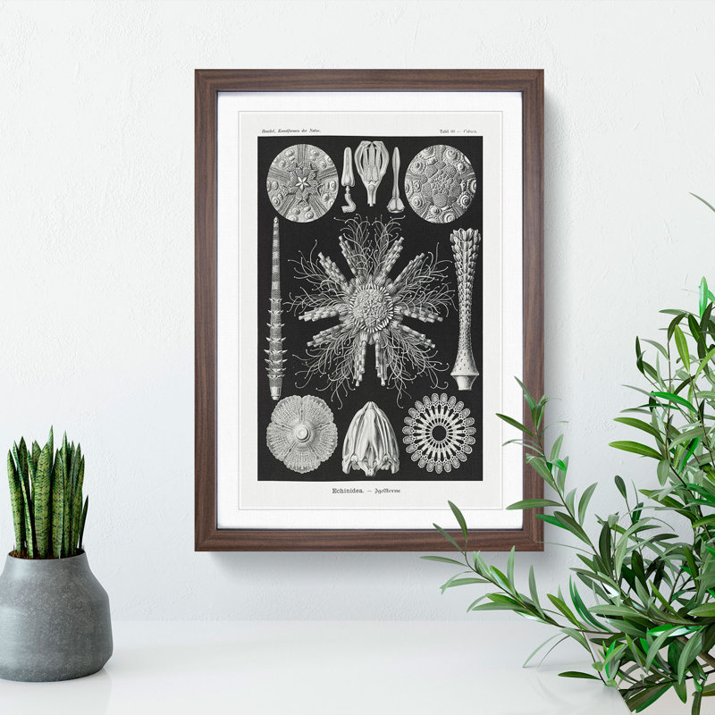 Echinoida Sea Urchin Vol.2 by Ernst Haeckel - Picture Frame Graphic Art, Walnut Framed, 65cm H x 48cm W x 2cm D