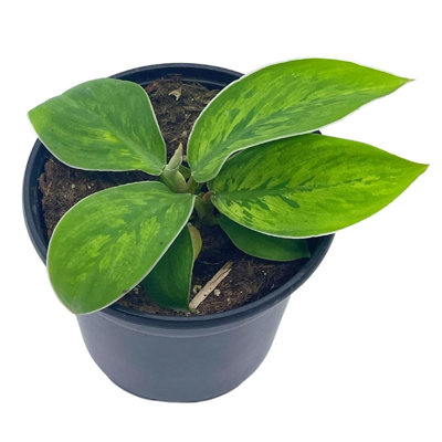 Homalomena Selby, 4 Inch