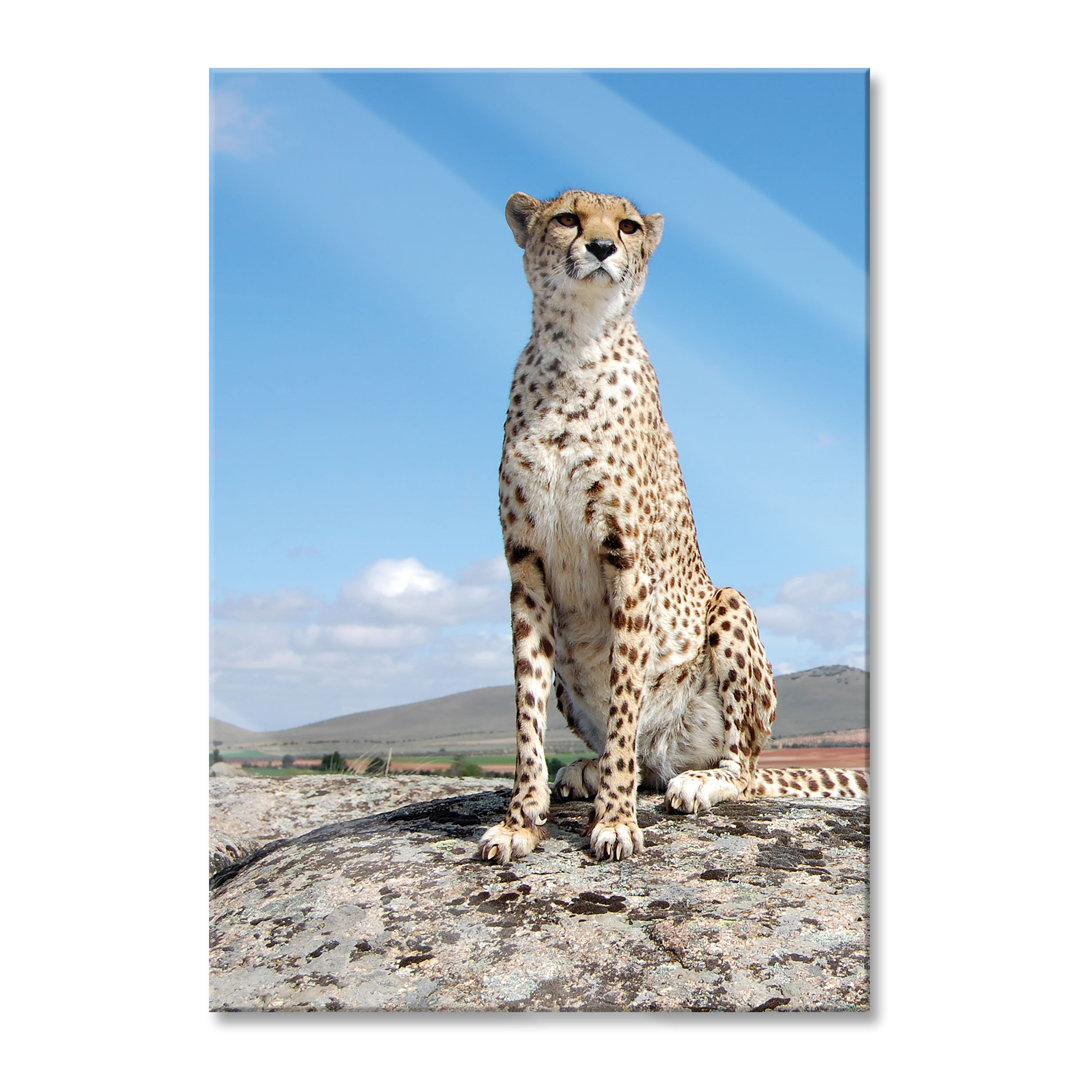 Glasbild Wachsamer Gepard