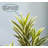 Keil Faux Dracaena Tree in Pot-552432604
